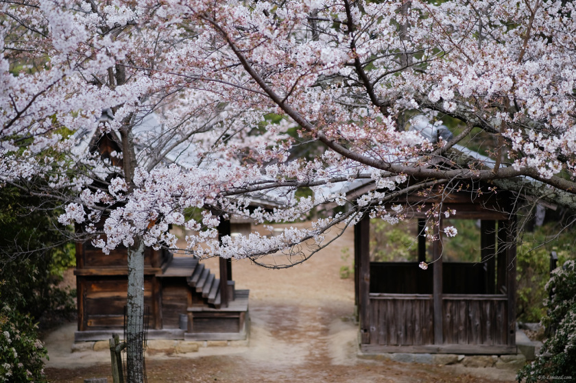 tak1903_Miyajima01.jpg